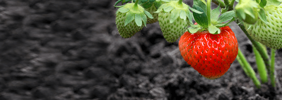 A close up image of a strawberry plant